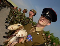Army Ferret.jpg